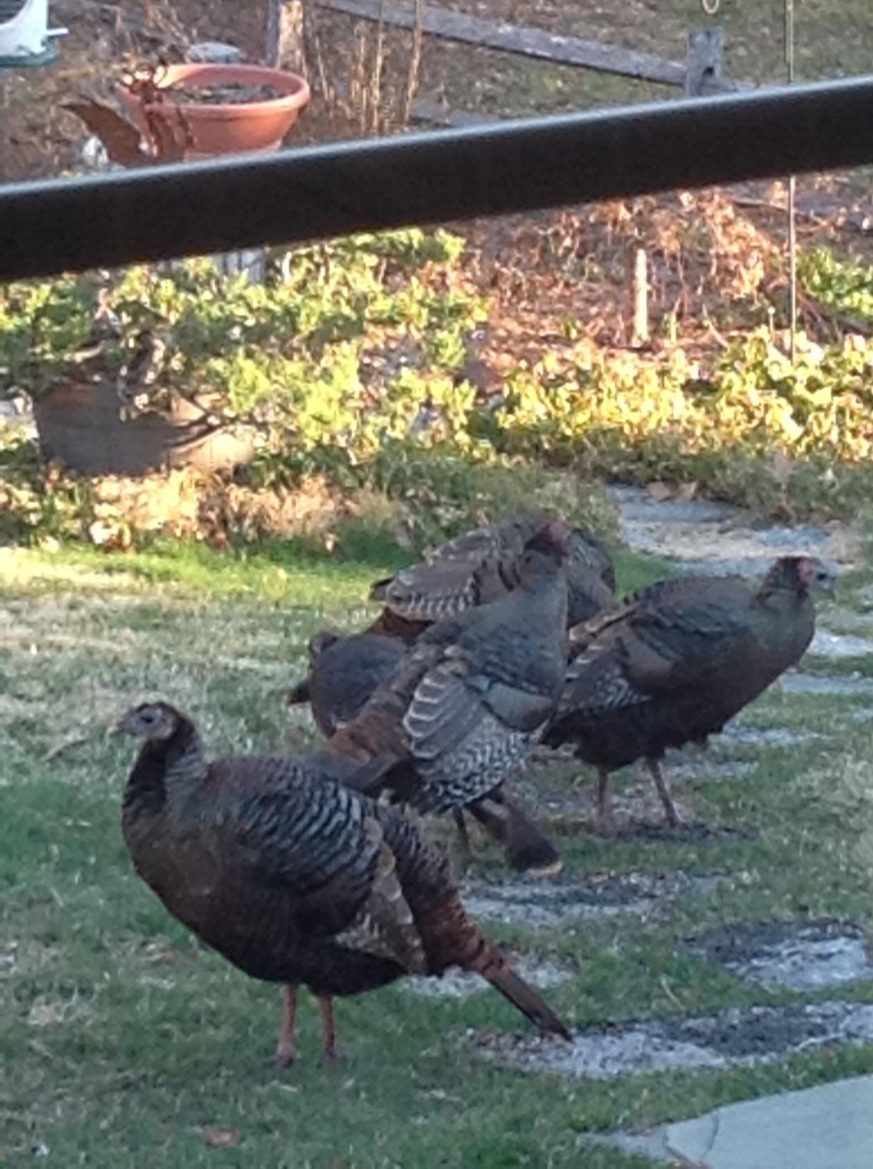 PRIMOS Hunting The Gobbler Shaker Call Turkey Call with Silencer Cap customer photo 1