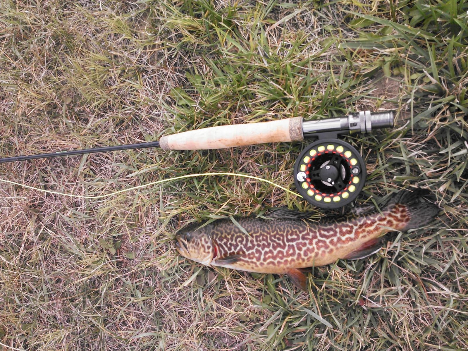 Wild Water Standard Fly Fishing Combo Starter Kit, 3 or 4 Weight 7 Foot Fly Rod, 4-Piece Graphite Rod with Cork Handle, Accessories, Die Cast Aluminum Reel, Carrying Case, Fly Box Case & Fishing Flies customer photo 2