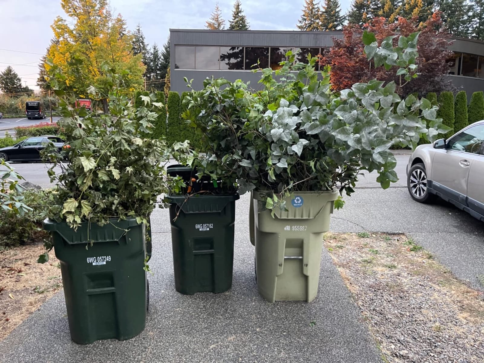EZ Kut G2 Tree Trimmer Ratcheting Branch Cutter. Heavy Duty Branch Cutter. 42 inch Extendable Anvil Hand Loppers. Tree Pruner Trusted Since 1988. Chops Thick Branches with Ease. customer photo 2