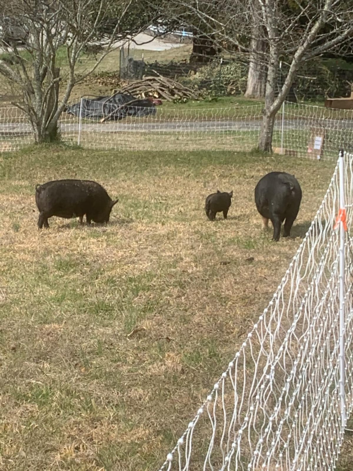 Automatic Pig Waterer Stainless Steel Pig Nipple Waterer customer photo 1
