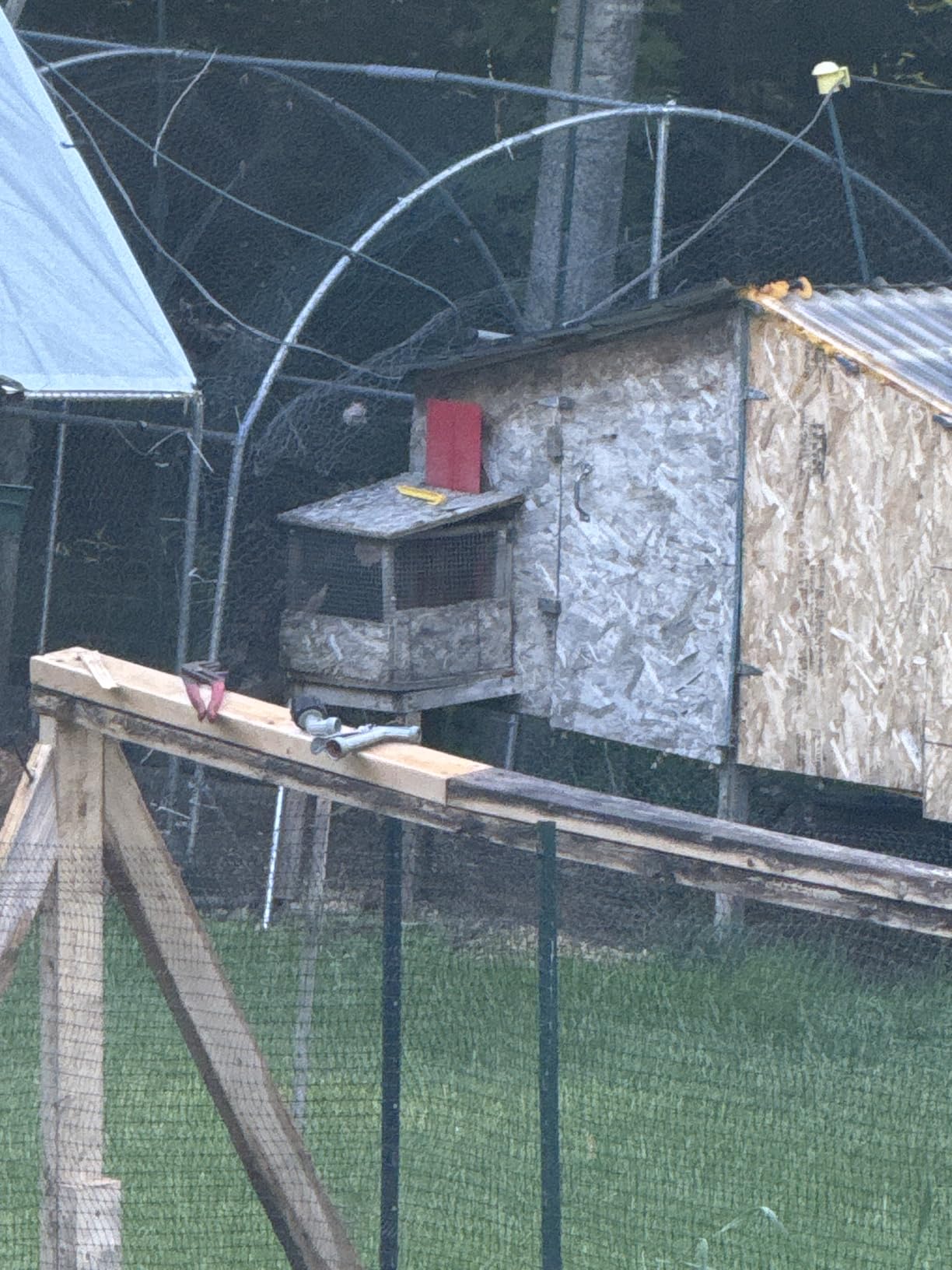 Run-Chicken Door T50 – Automatic Chicken Coop Door Opener, Battery Powered & Weatherproof Aluminum, Smart App & Timer Control, Predator Proof, Easy Install, Reliable All-Season Performance (Red) customer photo 2
