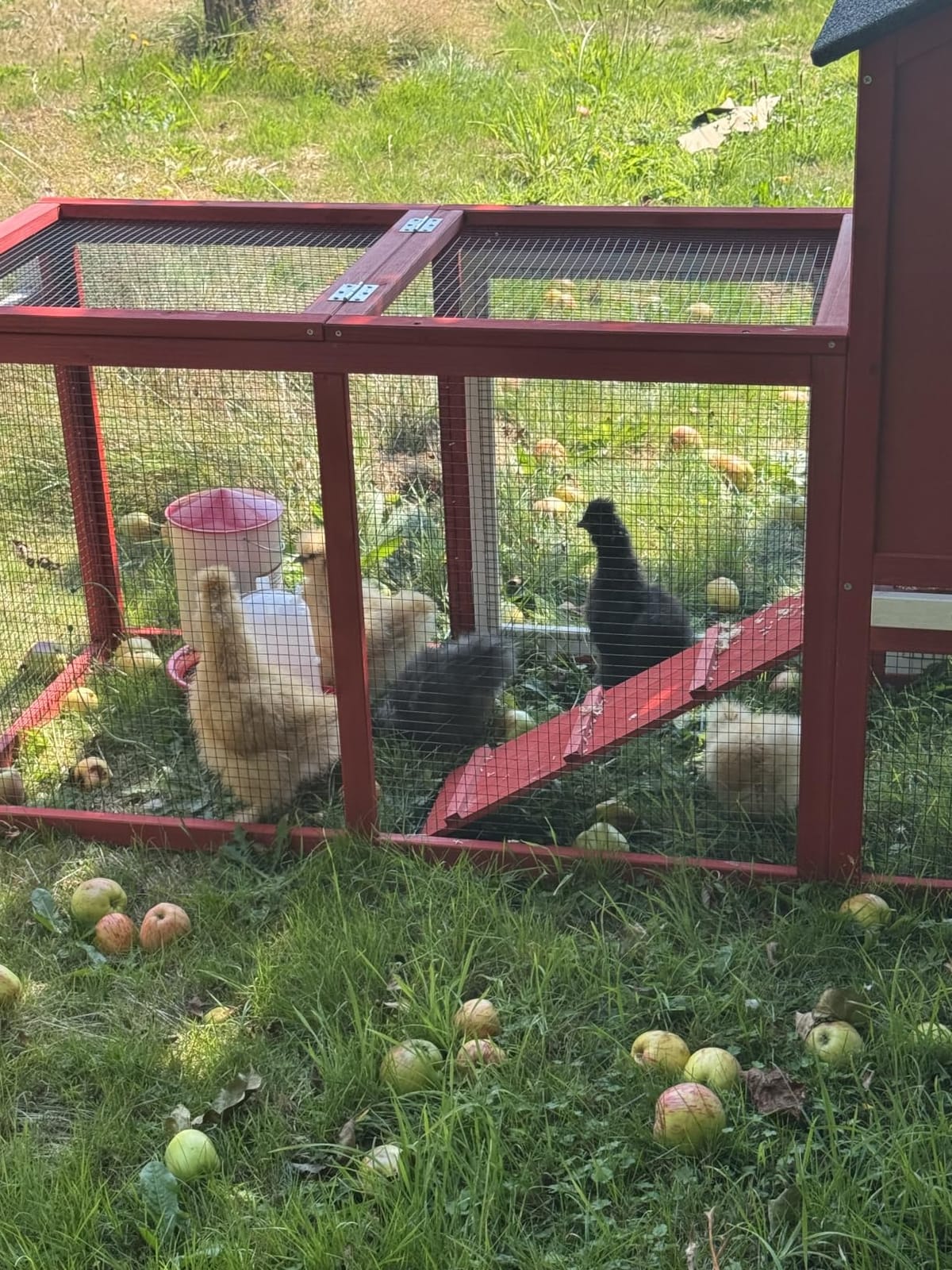 Aivituvin Chicken Run Chicken Coop Expansion Pen 71in,Outdoor Enclosure Playpen for Chicken, Rabbit, Duck, Cats, Chicken Run Only (Black, AIR29) customer photo 2