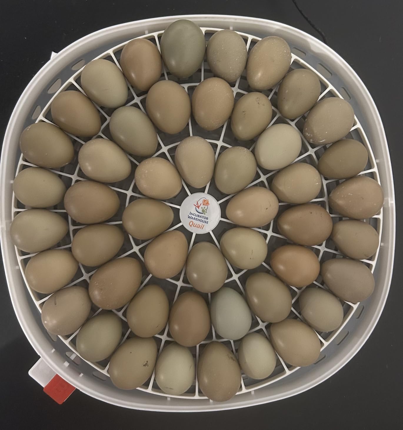 Durable Egg Tray for Nurture Right 360 Egg Incubator, 48 Quail/Bird Eggs customer photo 2