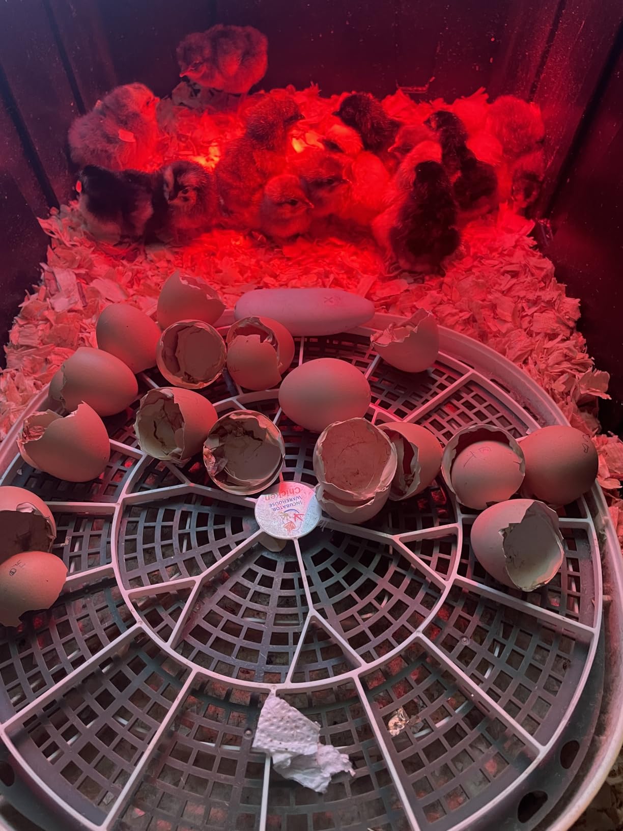 Egg Trays for Nurture Right 360 Egg Incubator,22 Medium Chicken Eggs Keeper customer photo 1