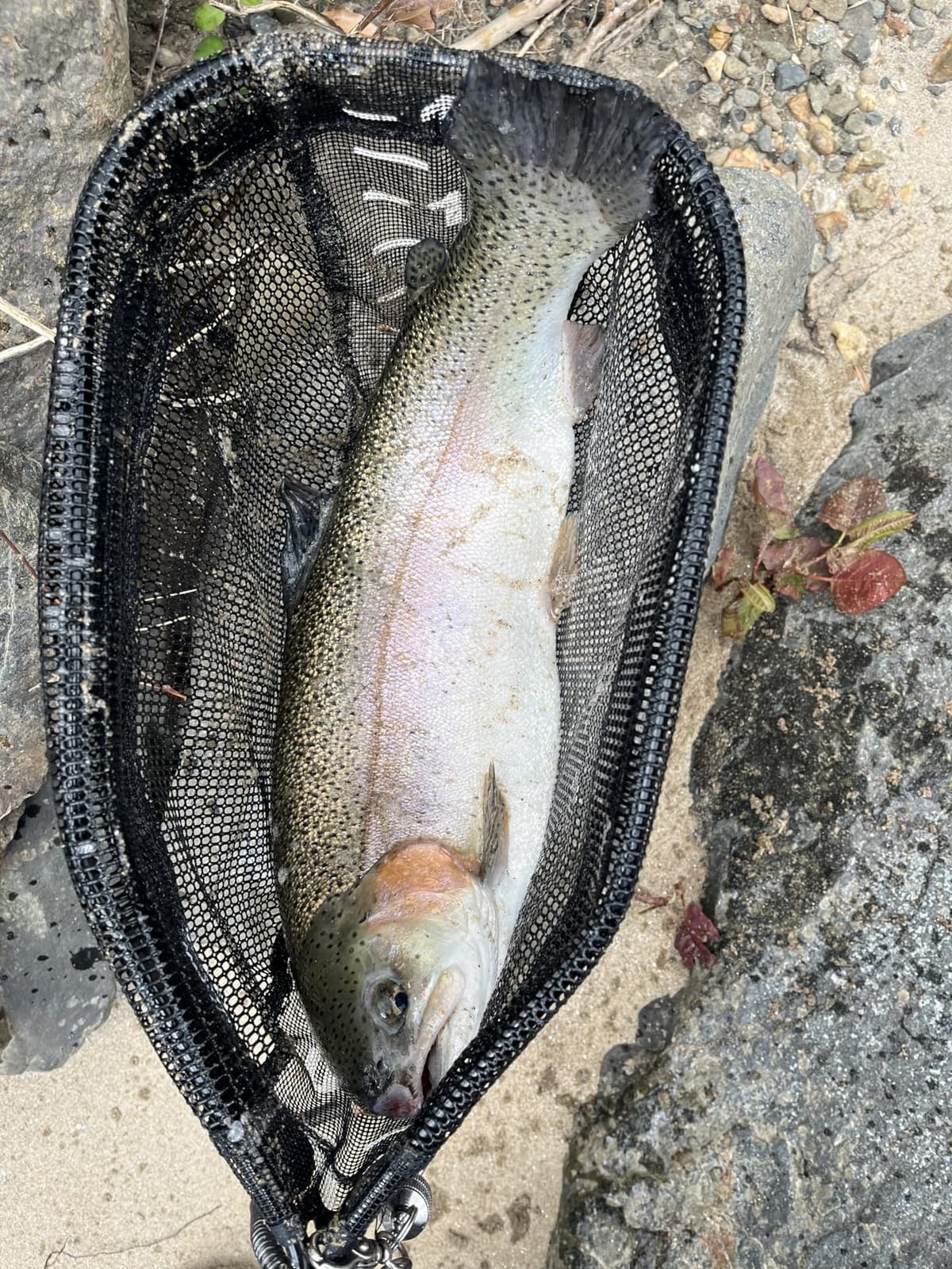OKUMATrout Rod customer photo 2
