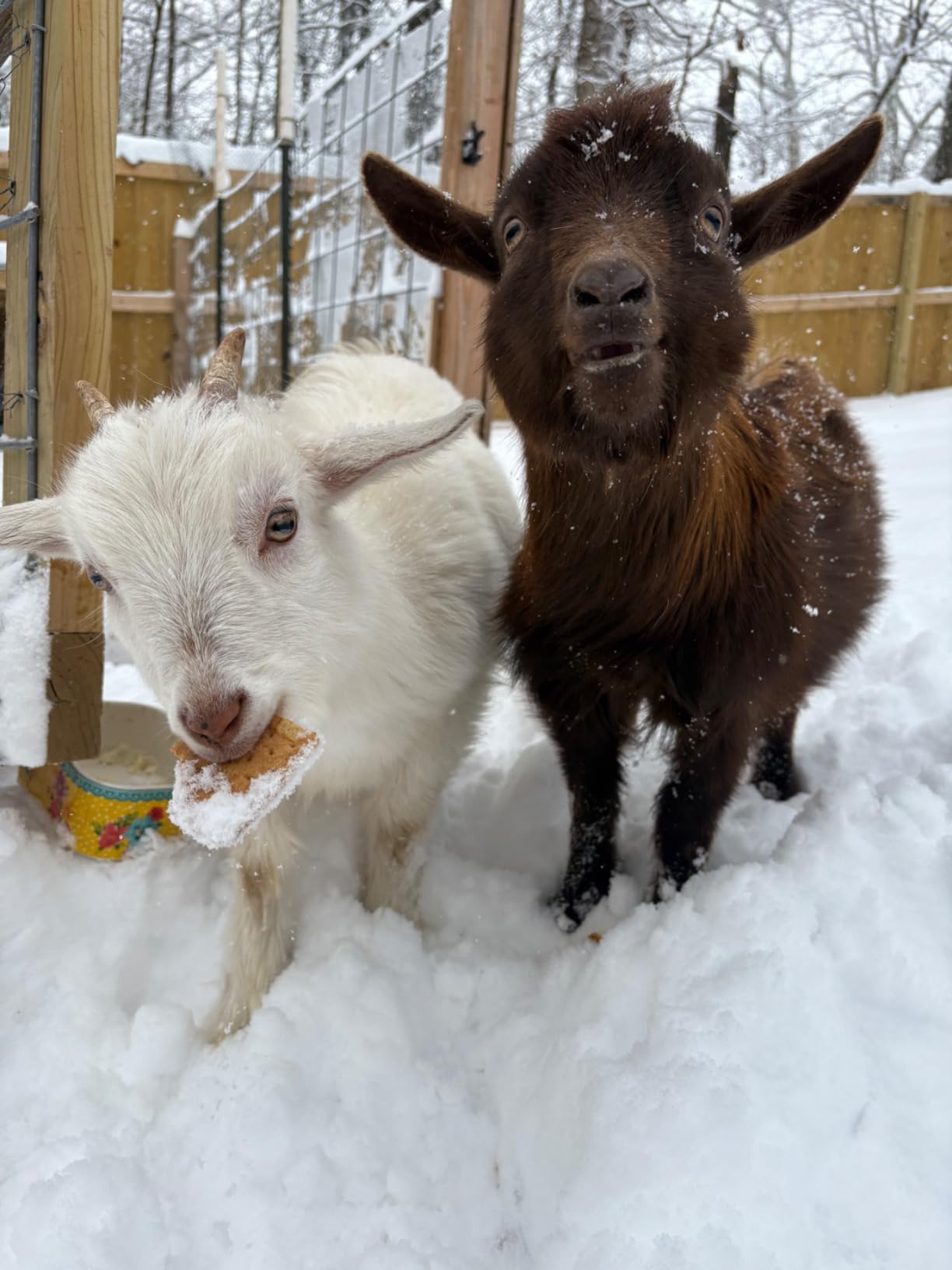 2 in 1 Hay Feeder Goat 22 Gallon customer photo 1