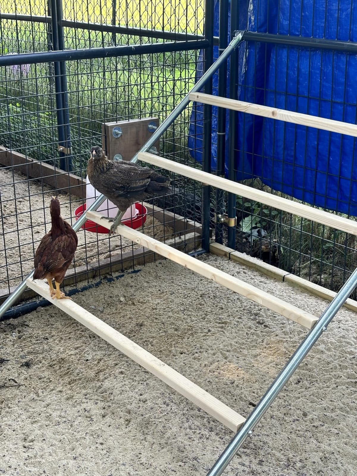 PETSFIT Square Chicken Roosting Perch, 55