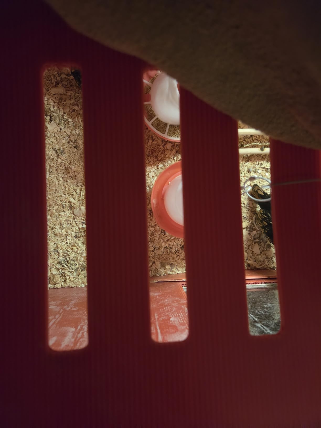 RentACoop Big Red Barn Chick Brooder customer photo 1