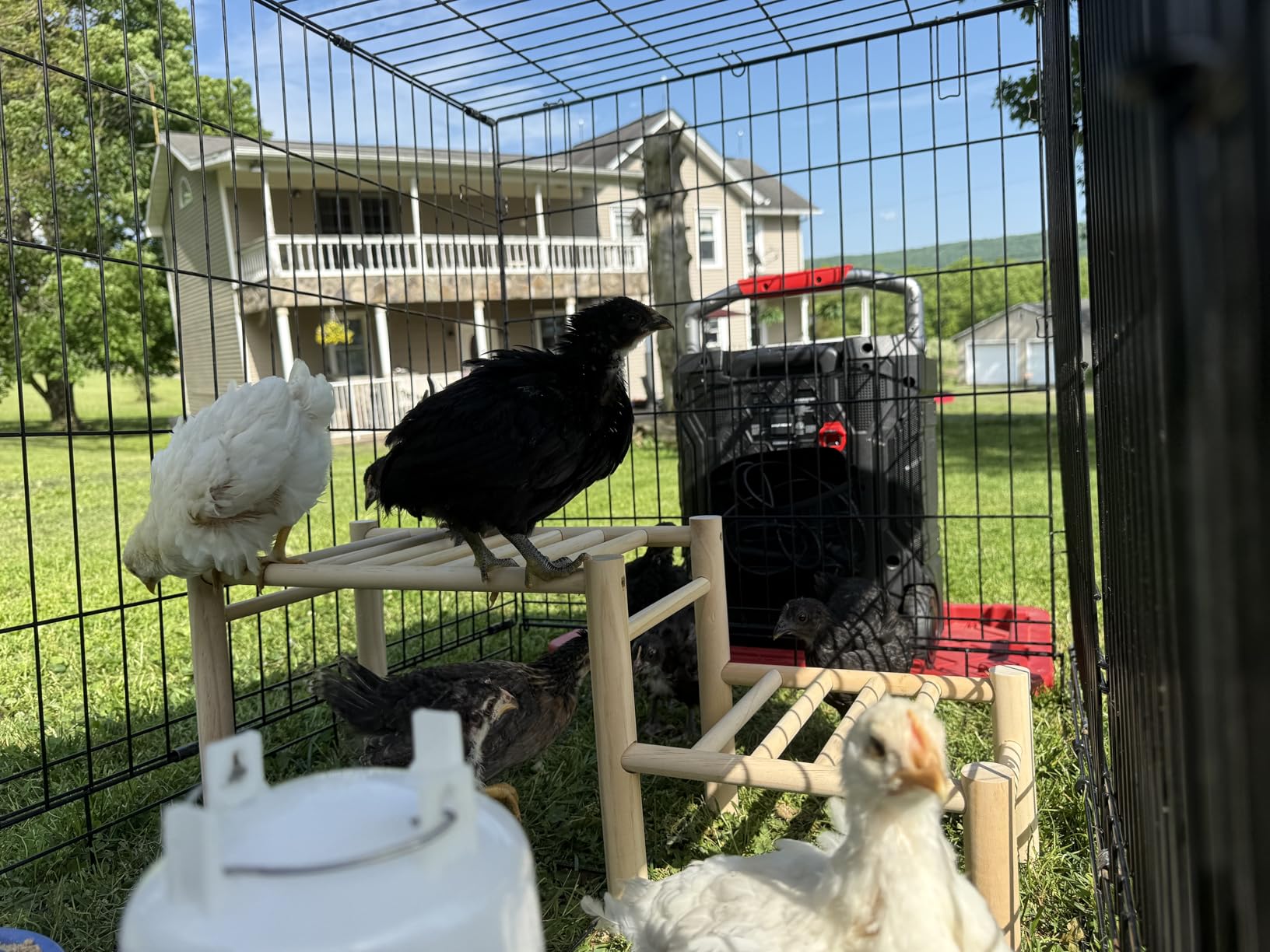 Chicken Perch - Roosting Ladder for Chicken Coop - Jungle Gym & Toys for Poultry customer photo 1