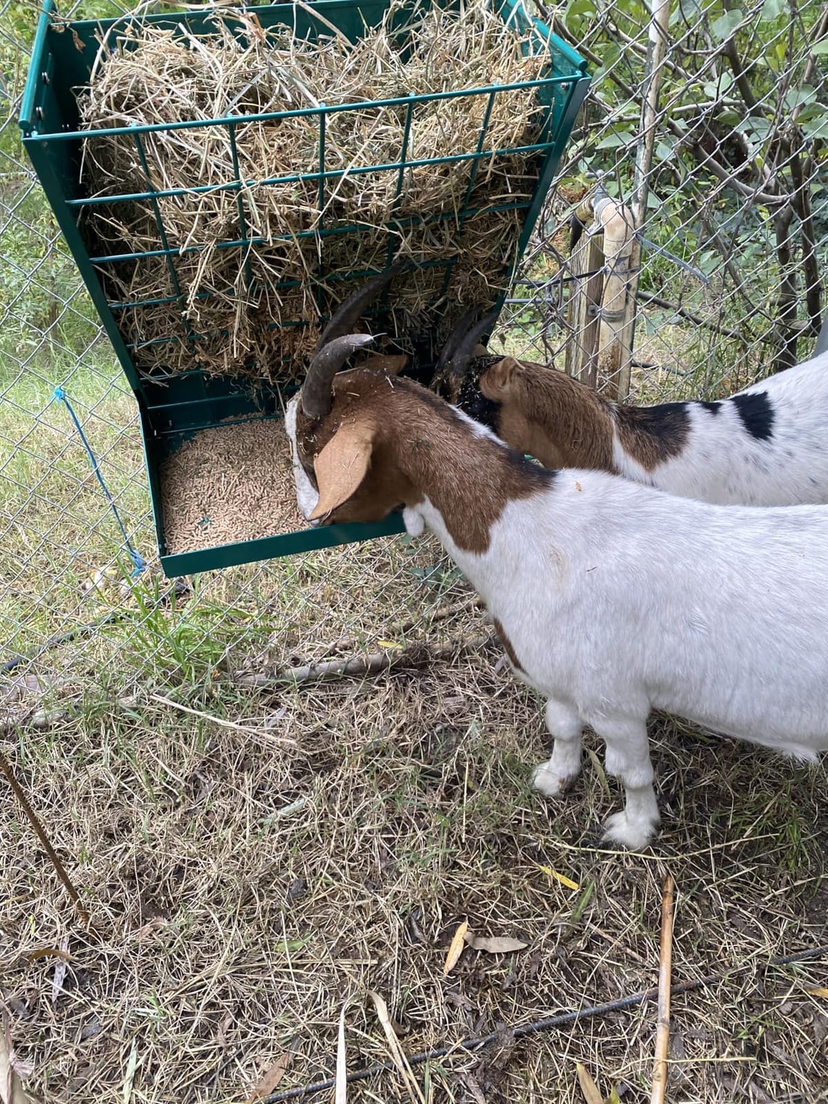 Wall Mount Hay Rack, Metal 2 in 1 Hay and Grain Feeder customer photo 1