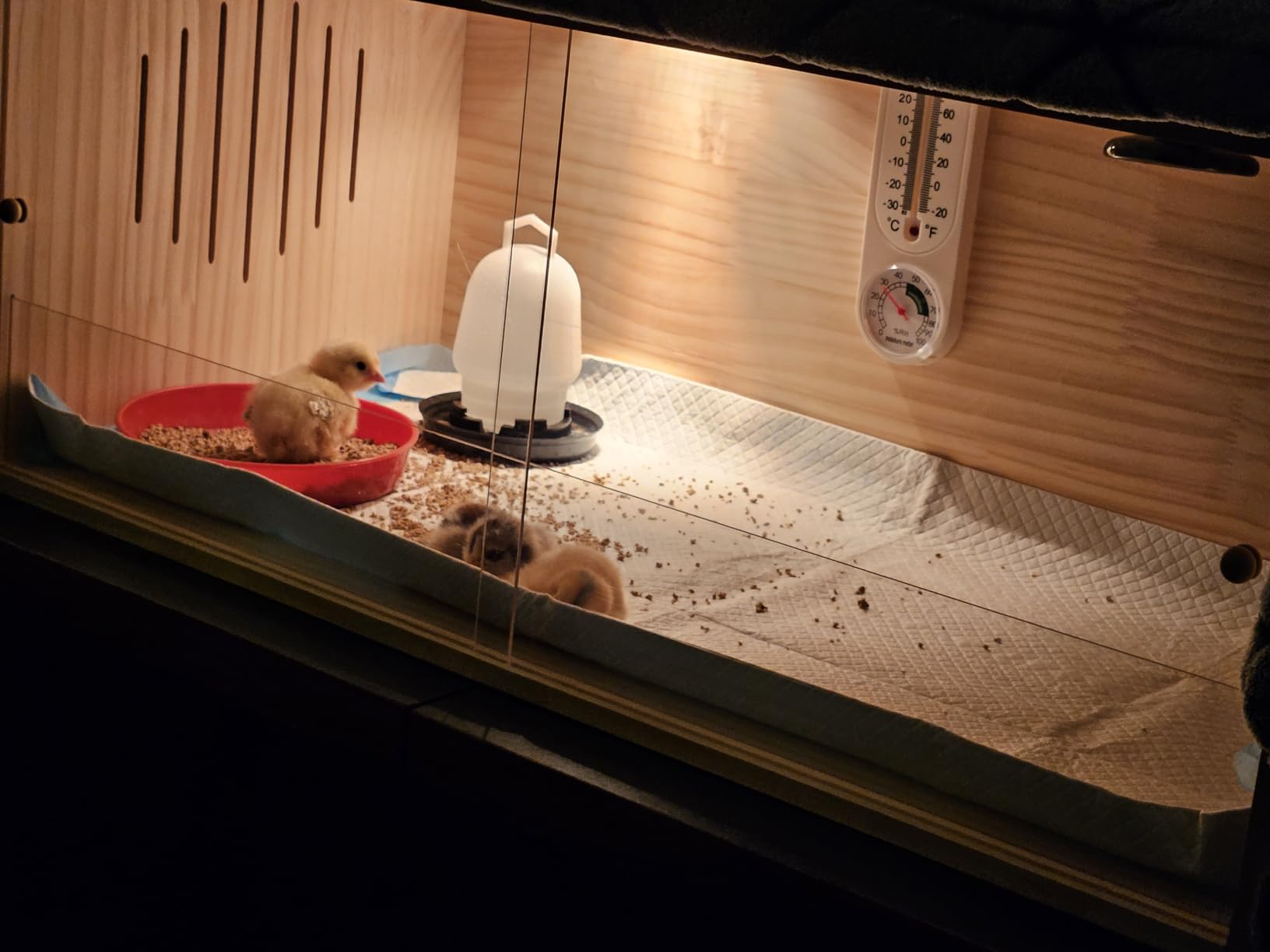 Large Wooden Chicken Brooder Box with Bulb Set and Thermometer - Brooder Box for Chicks Indoor Accommodates Up to 12 Chicks - Ideal for Chickens, Ducks, Quails, Hamsters, and Lizards(32x16x16 Inches) customer photo 1