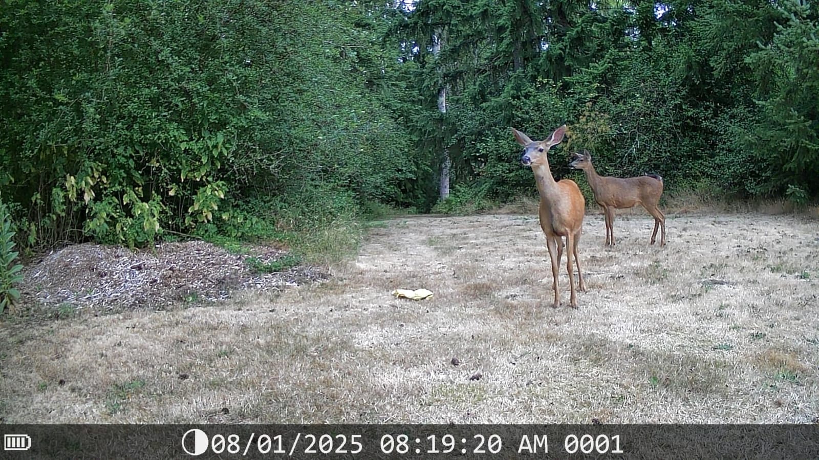 DEATTI Trail Camera 48MP 4K Game Camera with 8 Batteries 32GB SD Card,WiFi Bluetooth Connection,Trail Cameras with Night Vision Motion Activated Waterproof for Wildlife Deer Outdoor 0.1s Trigger Time customer photo 1