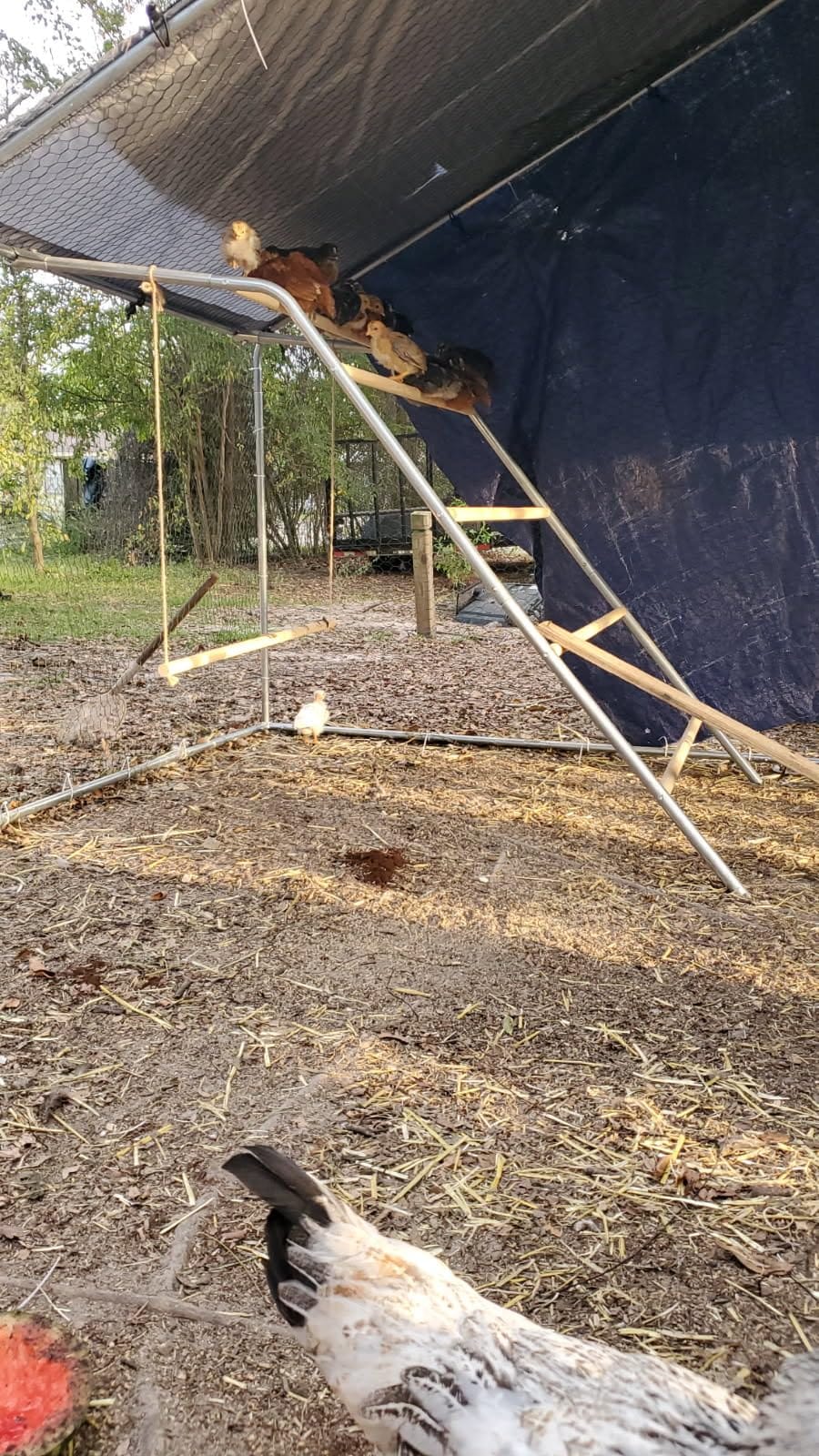 Chicken Roosting Bars, 55 Inch Chicken Perch & Roost for Coops, Metal Frame customer photo 1