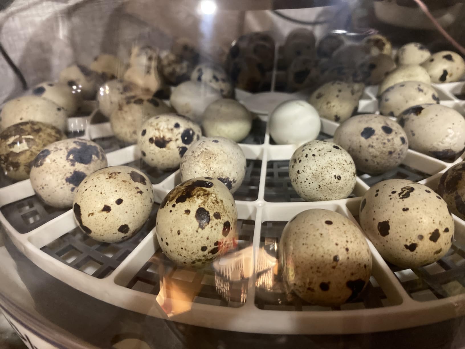 Quail/Bird Egg Turner Tray Compatible with Nurture Right 360 Incubator Tray customer photo 1