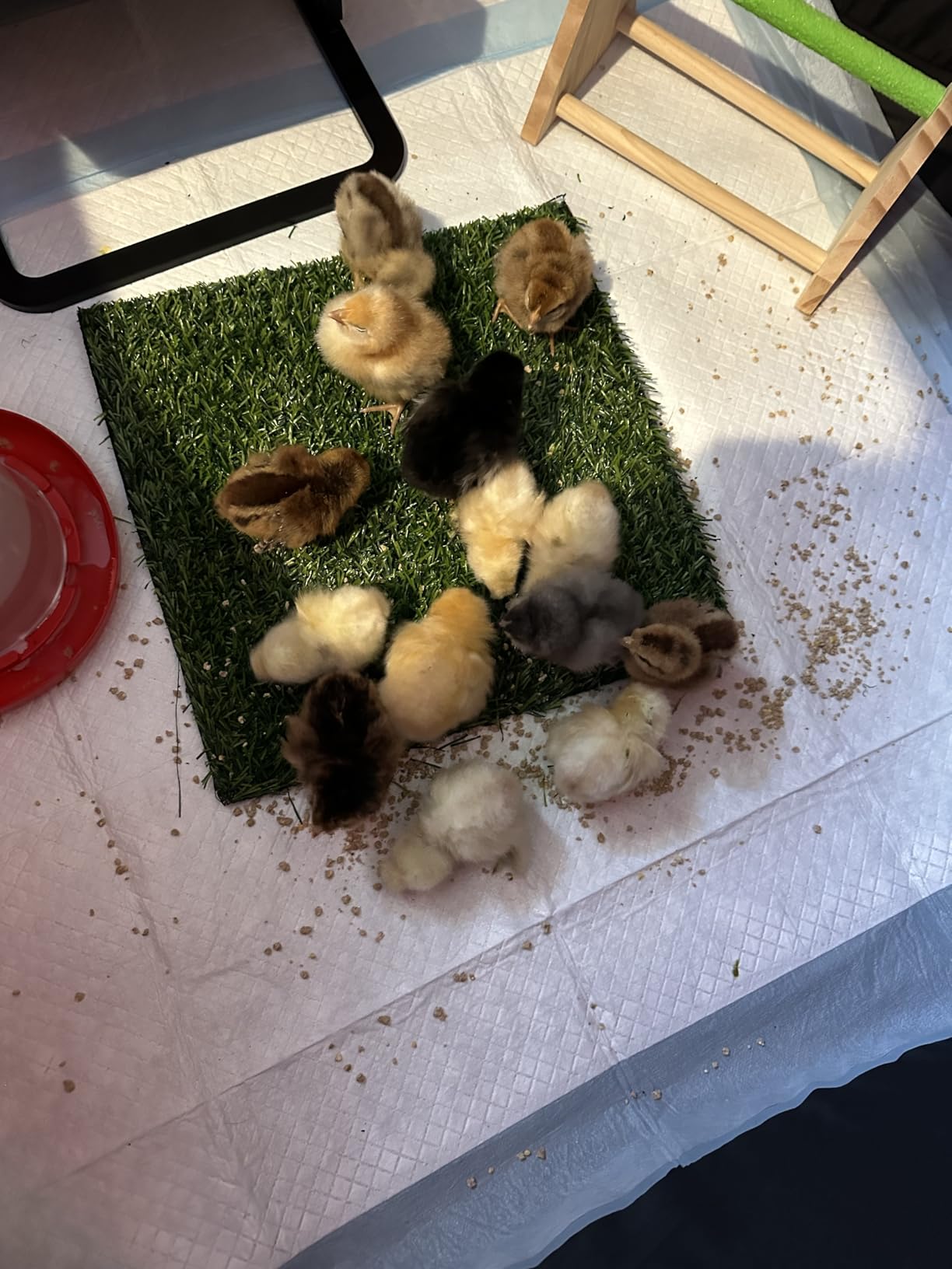 Brooder Box for Chick Starter Kit - 2026 Upgrade Dual Door Chicken Brooder Pen/Playpen/Tent with 10*10 in Brooder Heating Plate,Nesting Pad,Chicks Feeder&Waterer,Chick Perch Up to 15 Chicks,Duck,Quail customer photo 2