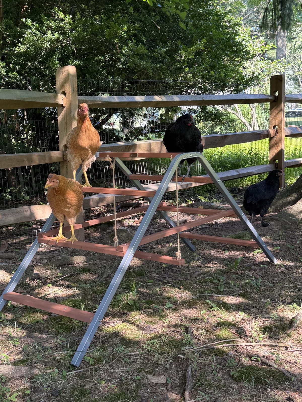 PETSFIT Chicken Perch, Solid Wood & Rustproof Iron Roosting Bar with Swing customer photo 2