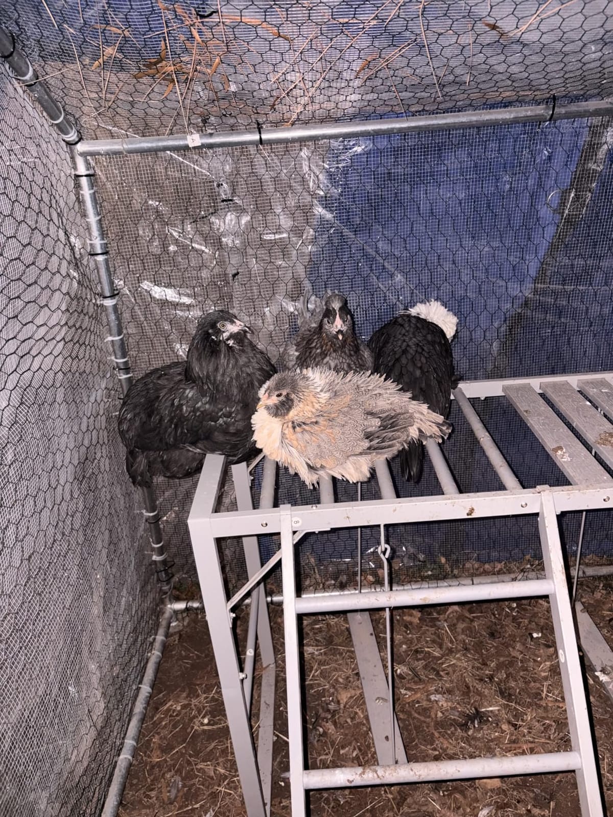 Chicken Perch Swing, Chicken Roosting Bars with Ladder for Coop, Metal Pet Swing Set for Pet's Healthy & Happy for 8-10 Chick, Grey customer photo 2