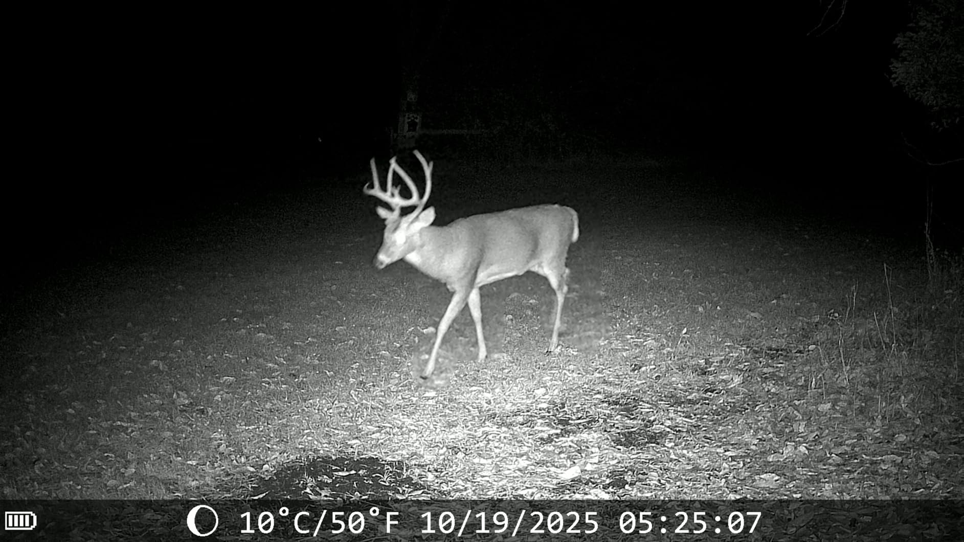 Trail Cameras with Night Vision Motion Activated - WiFi Bluetooth 4K 64MP customer photo 2