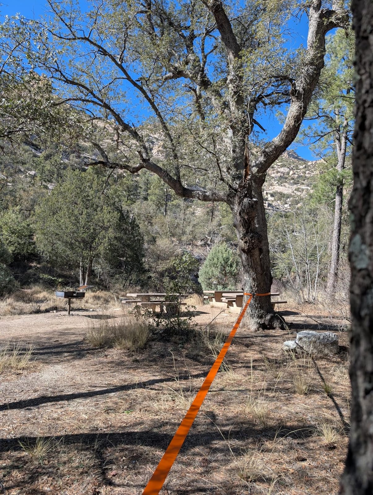 Essential Slackline Kit - 60ft Slack Lines for Backyard for Kids & Adults customer photo 2
