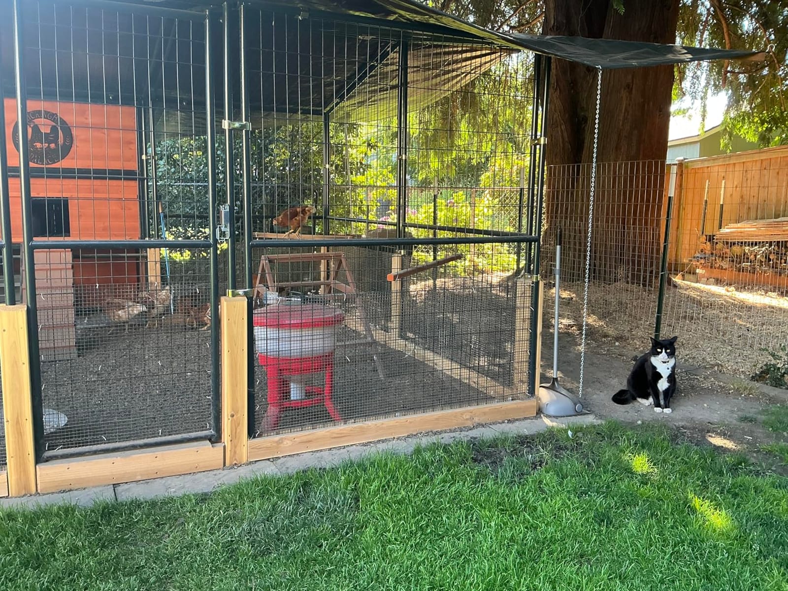 PETSFIT Wooden Chicken Roosting Bars for 10-12 Chickens, Easy Assembly customer photo 2