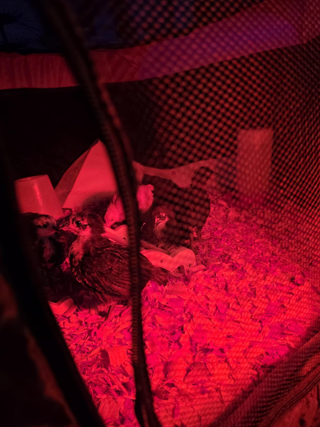 Brooder Box for Chicks, Pop-Up Chicken Brooder Playpen with Dual Doors customer photo 1